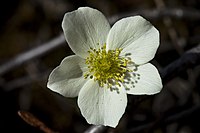 Anemone parviflora.jpg