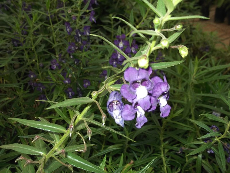 File:Angelonia flowers-Sunny brook-yercaud-salem-India.jpg