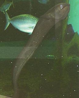 Speckled longfin eel Species of fish