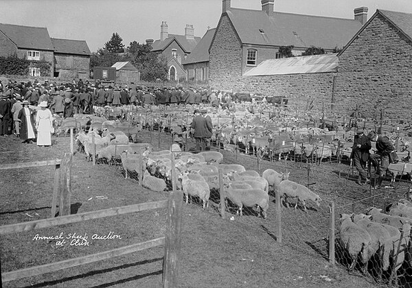 Annual sheep auction; P B Abery (1877?–1948); 1920s