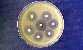 Antibiotic susceptible bacteria Antibiotic suceptible bacteria.jpg