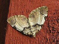 Anticlea derivata1.jpg