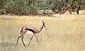 gazelle à poche dorsale, springbok (femelle)