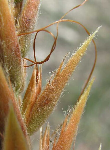 File:Aphelandra-Yucatán-flower.jpg