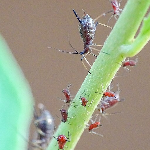 Blattläuse und ameisen am kirschbaum