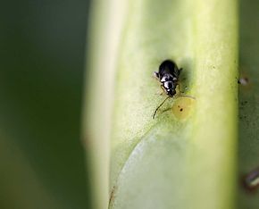 Popis tohoto obrázku, také komentován níže