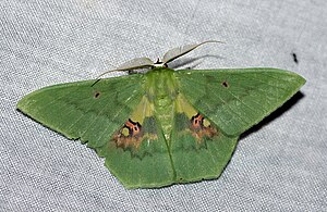 Aporandria specularia (Geometrinae Geometrinae) 2.jpg