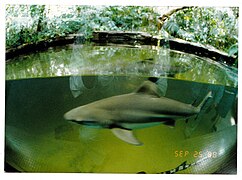 Aquarium Zoologischer Garten Berlin - Wildlife ^ Zoo Photography - panoramio.jpg