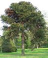 In Parc de Bagatelle, Paris