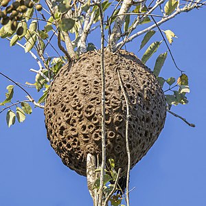 Arboreal stingless bee nest (Trigona sp.) Flores