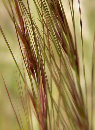 <i>Aristida purpurea</i> Species of flowering plant