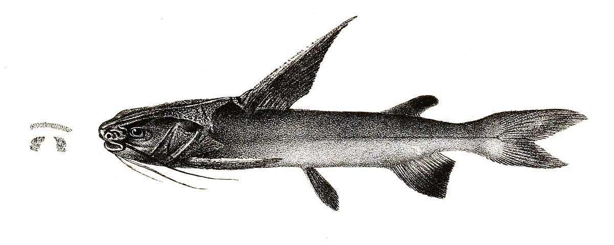 Nemapteryx caelata - Wikipedia