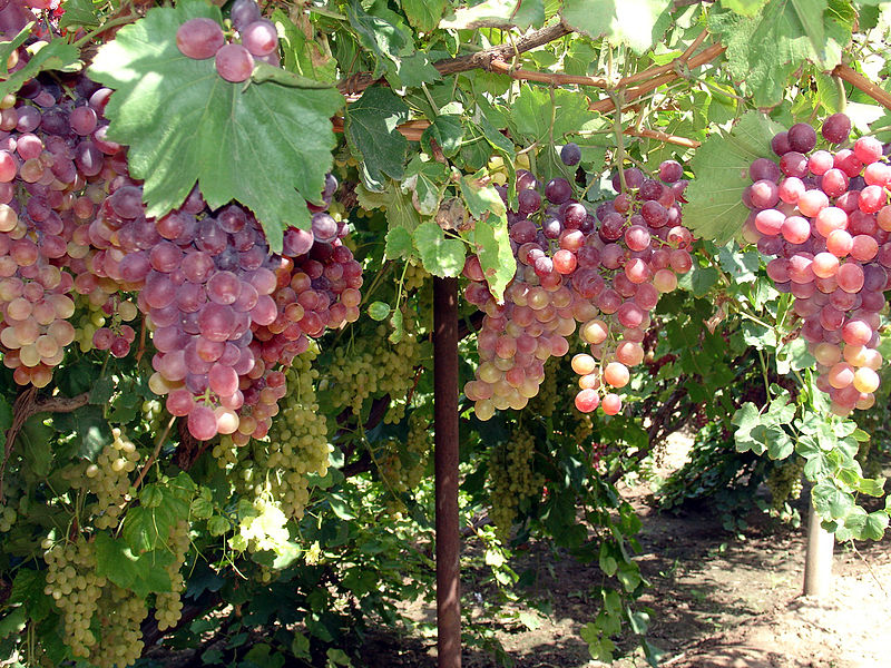File:Armenian Grape 5.JPG