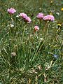 Alpen-Grasnelke (Armeria alpina)