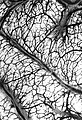 Arteries and veins of the brain. Wellcome L0000989.jpg