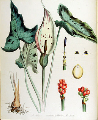 Arum maculatum, plate from "Flora Batava" Arum maculatum -- Flora Batava -- Volume v14.jpg