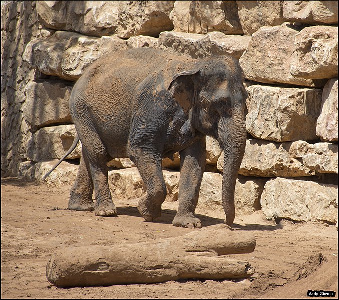 File:Asian-Elephant-Jerusalem-Jerusalem-Biblical-Zoo-IZE-282.jpg