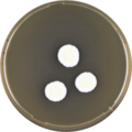 Aspergillus ambiguus growing on MEAOX plate