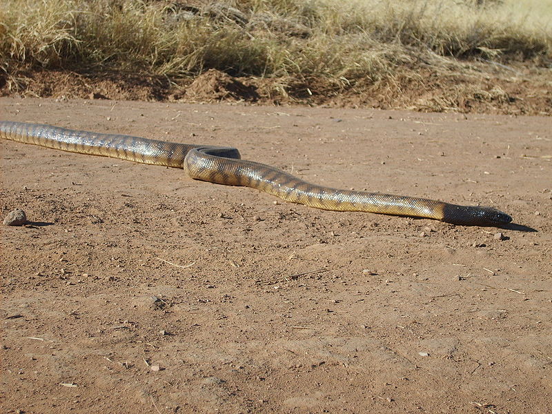 File:Aspidites melanocephalus 1.jpg