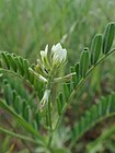 Astragalus hamosus kz06.jpg