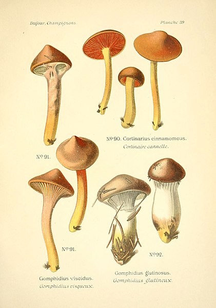 File:Atlas des champignons comestibles et vénéneux (Planche 39) (6358022123).jpg