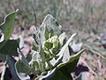 inflorescence