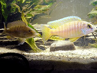 Night aulonocara Species of fish