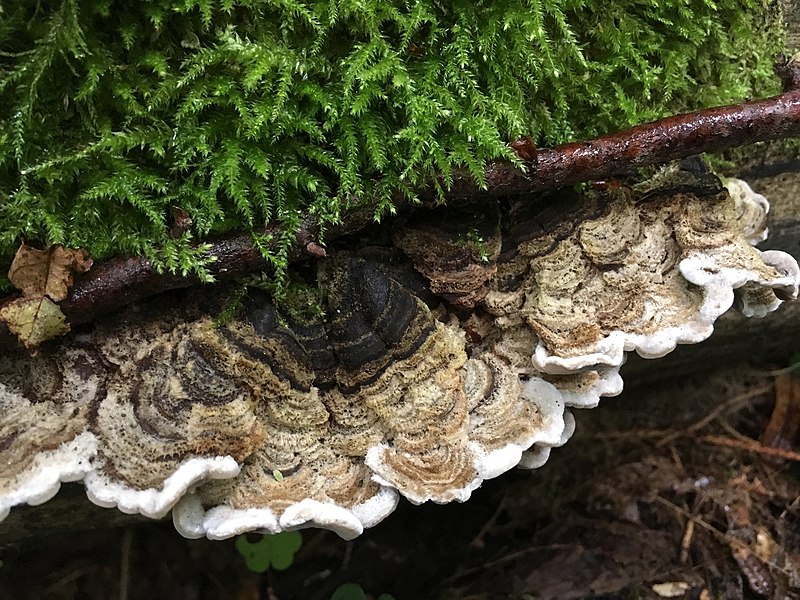 File:Auricularia mesenterica 10197537.jpg