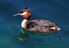 Australasian crested grebe. (Podiceps cristatus australis) (11763724125).jpg