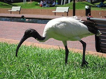 Australijski beli ibis