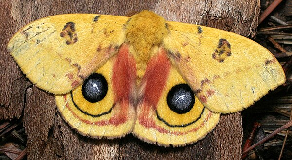 Io moth