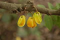 Averrhoa carambola fruits