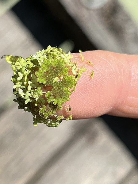 File:Azolla caroliniana 202201266.jpg