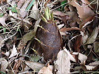 Jardin de Planbuisson Bamboo sprout2.JPG