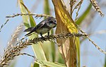 Thumbnail for File:Bank Swallow - juvenile (29135093757).jpg