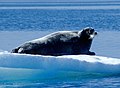 Bearded seal on ice flow in Foxe Basin