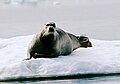 Bearded seal on ice flow in Foxe Basin