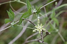 Basananthe triloba (Passifloraceae) (46488901834).jpg