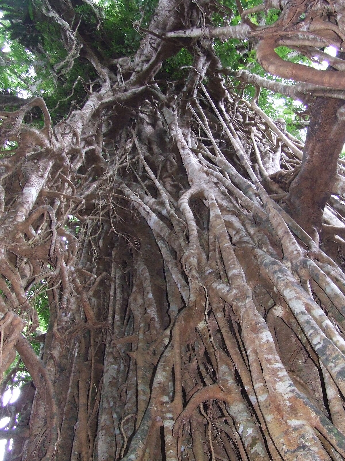 Base of Cathedral Fig tree, Atherton Tablelands.JPG