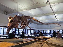 Basilosaurus, Eosen'de yaşamış bir arkaik balina