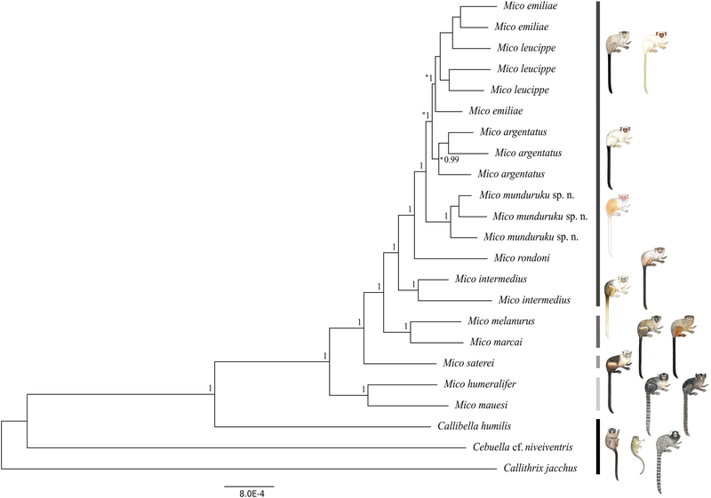 File:Bayesian phylogeny of the genus Mico.png