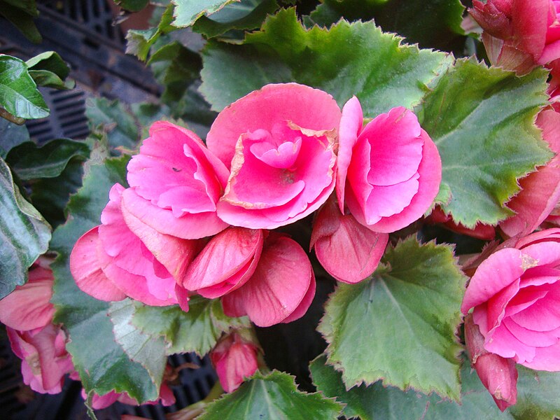 File:Begonia × hiemalis.JPG