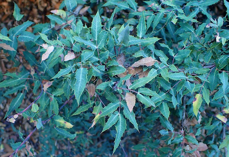 File:Berberis nevinii kz1.jpg