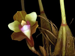 <i>Bifrenaria calcarata</i> Species of orchid