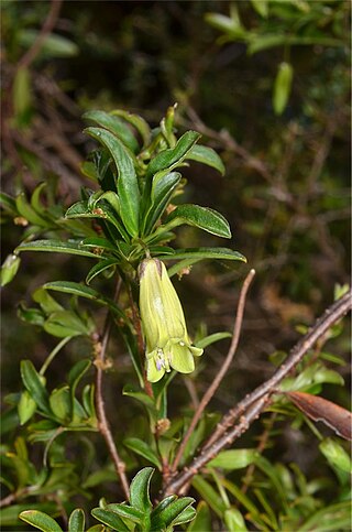 <i>Billardiera longiflora</i> Species of flowering plant