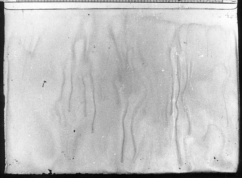 File:Bioconvection Euglena Gyrotaxis black and white.jpg