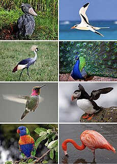 Bird Diversity 2013 Cropped.jpg