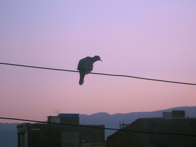 File:Bird on power cable - veiw of Nishapur at Twilight 1.JPG