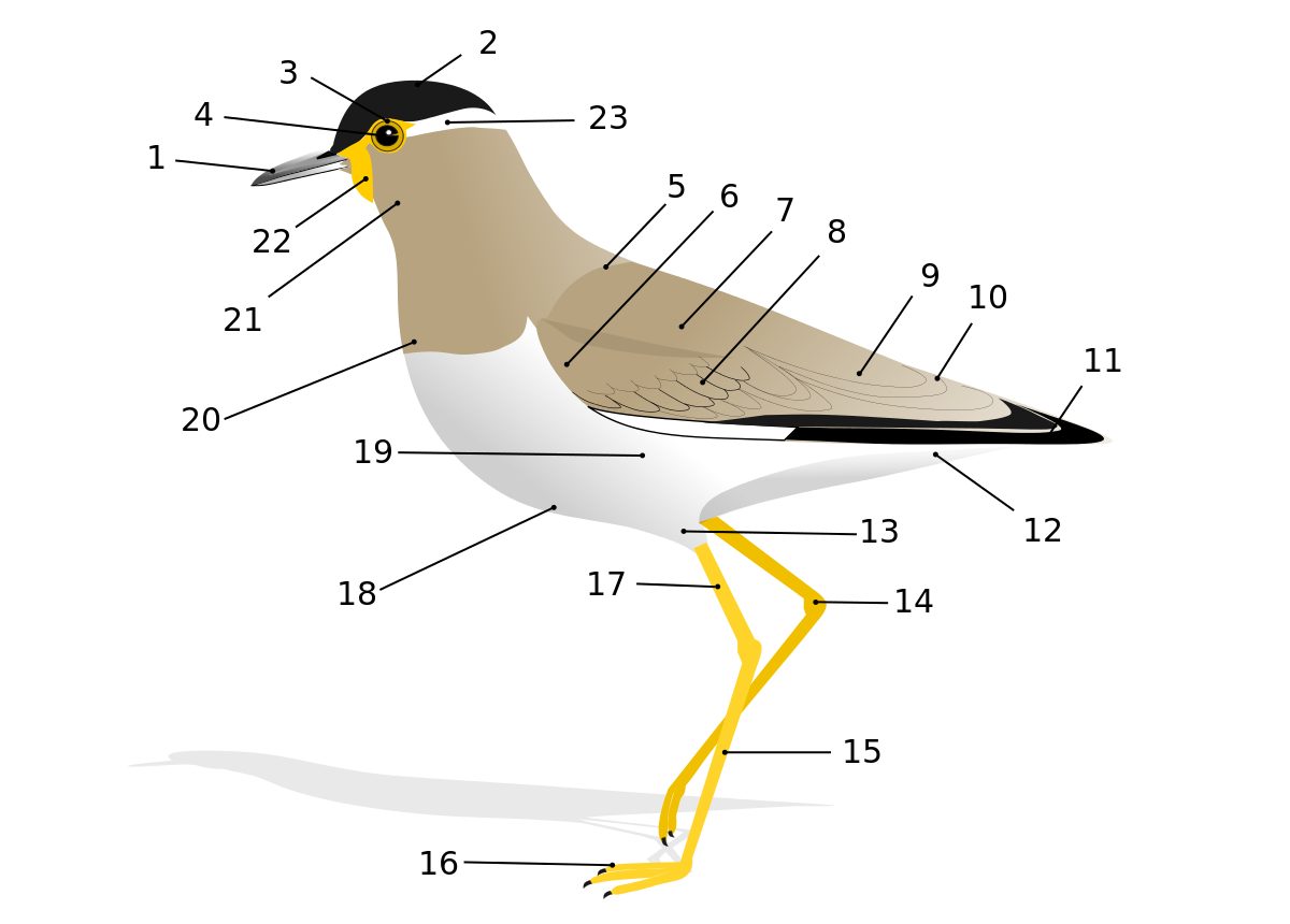 Анатомия птиц — Википедия