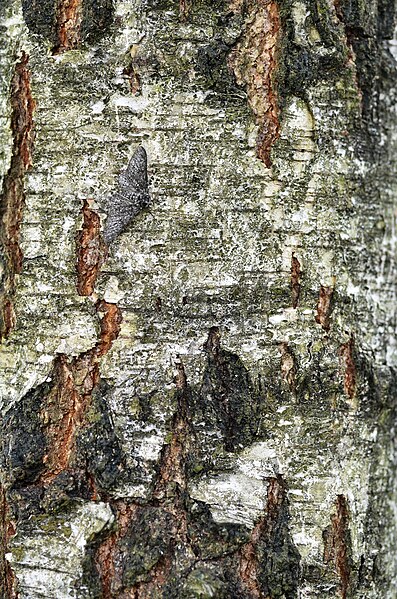 Intermediate insularia form (between pale typica and dark carbonaria in tone) of peppered moth on a lichen-covered birch tree: Bernard Kettlewell coun